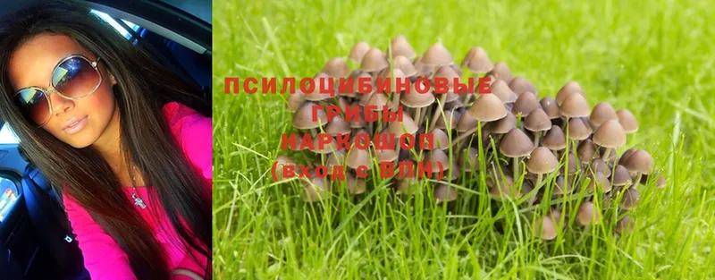 Псилоцибиновые грибы Psilocybe  гидра   Борзя  купить наркоту 